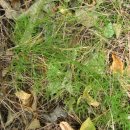 섬마을농원 이미지