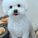 뽀송뽀송강아지미용실 | 우리 댕댕이, 뽀송뽀송 깨끗하게! 아산에서 만난 특별한 시간