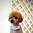 도그이살롱 이미지