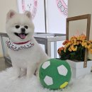 러블리펫그루밍 이미지