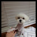 아담스펫 강아지분양 고양이분양 인천본점 네이버블로그