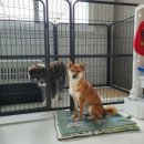 문퍼피 | 아키타 퍼피 울타리 생활 꼭 필요했을까 🐶 다견 가정 현실 후기