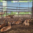 일구사슴농장 이미지