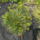 황금소나무농원 이미지