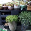 다육세상 이미지