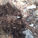 고비올 농장 이미지