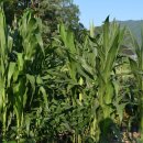 왕성농장 이미지