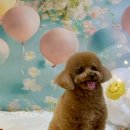 하이펫 애견샵 | 인형이야 강아지야? 😍