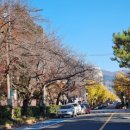 여좌남로 이미지