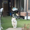 오쿨리펜션 이미지