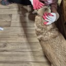 사단법인 동부 유기동물보호협회 | 나주 유기견 보호센터 봉사활동 후기