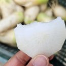 만원특가)서리맞은 시래기무우 주문 받습니다~ 이미지