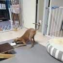 슈가독살롱 이미지