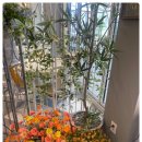 분당-188 이미지