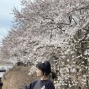 봉화군청 | 봉화여행 1박2일 벚꽃축제 (봉화객주,물야저수지,녹스고지, 비진숲커피, 도촌송어회식당, 오로지펜션)