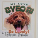 반려동물의상제작 | 비비드레인 반려동물 스티커 제작 후기_내새꾸 시리얼컵, 유리컵 🐾 이색 굿즈 만들기✨️