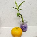 쿠스타코리아 이미지