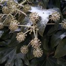 두릅나무과 상록활엽관목 팔손이(Fatsia japonica) 이미지