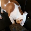 WALWAL(왈왈) 이미지