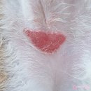 아리동물약품 | 고양이 스트레스 # 배치플라워 1달 사용후기