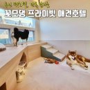 꼬모댕 프라이빗 애견호텔 | 용인 꼬모댕 프라이빗 애견호텔:: 시바견 2마리 다견 패밀리룸