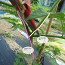 토마토 순지르기/토마토 가지치기 이미지