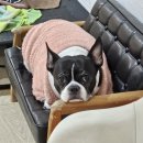 케니애견돌봄센터 이미지