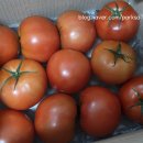 농업회사법인 파머스독 | 굿뜨래 GAP완숙토마토 싱싱하고 맛있어요🍅
