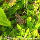 볼소리 펜션 이미지