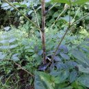 선녀농장 이미지