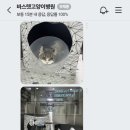 바스텟고양이병원 이미지