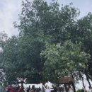 언덕농장 | FRESH 팜프레쉬 목장 - UPM / 말레이시아 쿠알라룸푸르 근교 여행 세랑고르 / 농장 언덕 촬영지 방문 후기