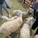 인산농장 | 베트남 나트랑여행 :: 판랑투어 효도여행 스냅사진 찍어주는 사막투어 산티아고투어 내돈내산