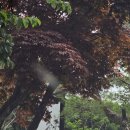 청솔레스토랑 - 성남시 중원구 | 청솔레스토랑