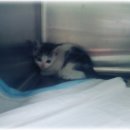 참조은 동물병원 이미지