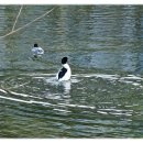 오리 날다 이미지