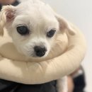 제주24시숨동물의료센터