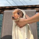 가평 아름마루 독채 애견펜션2 이미지