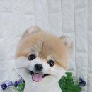 아라펫살롱 네이버블로그