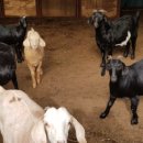 다송농장 이미지