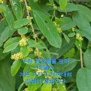 광대싸리 이미지