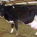 현웅목장 이미지