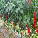 2025 햇 고추가루 고춧가루 저렴히 드립니다 이미지