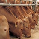 강화축산 이미지