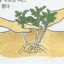 감자씨 뿌리는 방법? 이미지