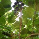 머루다래 이미지