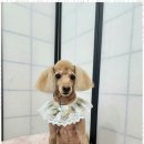 오늘, 예쁘개 이미지
