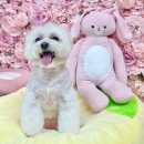 스타일나개 | 인천 부개애견미용 말티숑 베이비컷 뷰티나개예쁜냥