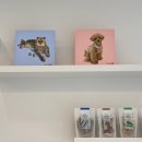 사르르몽몽 이미지