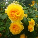 장미주유소 이미지